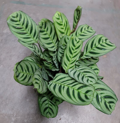 Burl Marx Calathea